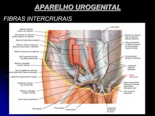 APARELHO UROGENITAL
FIBRAS INTERCRURAIS
 