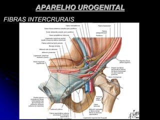 APARELHO UROGENITAL
FIBRAS INTERCRURAIS
 