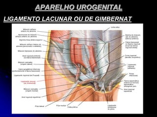 APARELHO UROGENITAL
LIGAMENTO LACUNAR OU DE GIMBERNAT
 