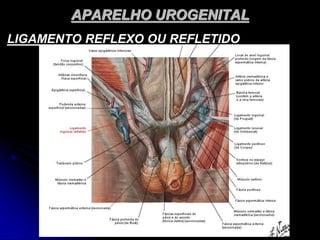 APARELHO UROGENITAL
LIGAMENTO REFLEXO OU REFLETIDO
 