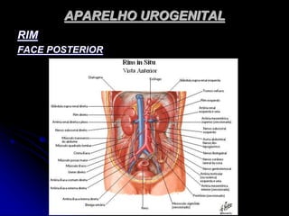 APARELHO UROGENITAL
RIM
FACE POSTERIOR
 