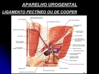 APARELHO UROGENITAL
LIGAMENTO PECTÍNEO OU DE COOPER
 