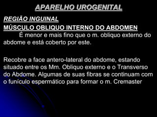 APARELHO UROGENITAL
REGIÃO INGUINAL
MÚSCULO OBLIQUO INTERNO DO ABDOMEN
É menor e mais fino que o m. obliquo externo do
abdome e está coberto por este.
Recobre a face antero-lateral do abdome, estando
situado entre os Mm. Obliquo externo e o Transverso
do Abdome. Algumas de suas fibras se continuam com
o funículo espermático para formar o m. Cremaster
 