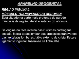 APARELHO UROGENITAL
REGIÃO INGUINAL
MÚSCULO TRANSVERSO DO ABDOMEN
Está situado na parte mais profunda da parede
muscular da região lateral e anterior do abdome.
Se origina na face interna das 6 últimas cartilagens
costais, fáscia toracolombar dos processos transversos
das vértebras lombares, lábio externo da crista ilíaca e
ligamento inguinal. Insere-se na linha alba
 