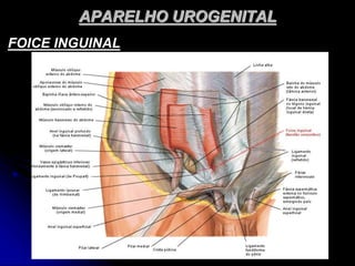 APARELHO UROGENITAL
FOICE INGUINAL
 