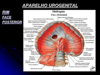 APARELHO UROGENITAL
RIM
FACE
POSTERIOR
 