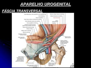 APARELHO UROGENITAL
FÁSCIA TRANSVERSAL
 