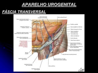 APARELHO UROGENITAL
FÁSCIA TRANSVERSAL
 
