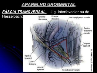 APARELHO UROGENITAL
FÁSCIA TRANSVERSAL Lig. Interfoveolar ou de
Hesselbach;.
 