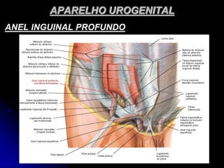 APARELHO UROGENITAL
ANEL INGUINAL PROFUNDO
 