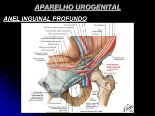 APARELHO UROGENITAL
ANEL INGUINAL PROFUNDO
 