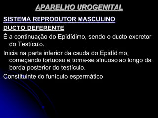 APARELHO UROGENITAL
SISTEMA REPRODUTOR MASCULINO
DUCTO DEFERENTE
É a continuação do Epidídimo, sendo o ducto excretor
do Testículo.
Inicia na parte inferior da cauda do Epidídimo,
começando tortuoso e torna-se sinuoso ao longo da
borda posterior do testículo.
Constituinte do funículo espermático
 