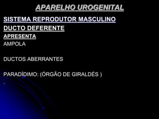 APARELHO UROGENITAL
SISTEMA REPRODUTOR MASCULINO
DUCTO DEFERENTE
APRESENTA
AMPOLA
DUCTOS ABERRANTES
PARADÍDIMO: (ÓRGÃO DE GIRALDÉS )
.
 