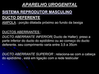 APARELHO UROGENITAL
SISTEMA REPRODUTOR MASCULINO
DUCTO DEFERENTE
AMPOLA : porção dilatada próximo ao fundo da bexiga
DUCTOS ABERRANTES :
DUCTO ABERRANTE INFERIOR( Ducto de Haller): preso a
parte inferior do ducto do epidídimo ou ao começo do ducto
deferente. seu comprimento varia entre 3,5 a 35cm
DUCTO ABERRANTE SUPERIOR : relaciona-se com a cabeça
do epidídimo , está em ligação com a rede testicular
.
 