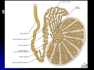 APARELHO UROGENITAL
SISTEMA REPRODUTOR MASCULINO
 