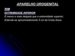 APARELHO UROGENITAL
RIM
EXTREMIDADE INFERIOR
É menor e mais delgada que a extremidade superior;
Estende-se aproximadamente 5 cm da Crista Ilíaca.
 