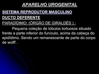 APARELHO UROGENITAL
SISTEMA REPRODUTOR MASCULINO
DUCTO DEFERENTE
PARADÍDIMO: (ÓRGÃO DE GIRALDÉS ) :
Pequena coleção de túbulos tortuosos situado
frente a parte inferior do funículo, acima da cabeça do
epidídimo. Sendo um remanescente de parte do corpo
de wolff .
 