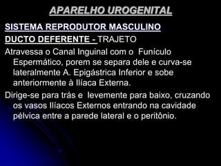 APARELHO UROGENITAL
SISTEMA REPRODUTOR MASCULINO
DUCTO DEFERENTE - TRAJETO
Atravessa o Canal Inguinal com o Funículo
Espermático, porem se separa dele e curva-se
lateralmente A. Epigástrica Inferior e sobe
anteriormente à Ilíaca Externa.
Dirige-se para trás e levemente para baixo, cruzando
os vasos Ilíacos Externos entrando na cavidade
pélvica entre a parede lateral e o peritônio.
 