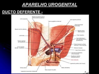 APARELHO UROGENITAL
DUCTO DEFERENTE -
 