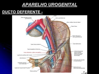 APARELHO UROGENITAL
DUCTO DEFERENTE -
 