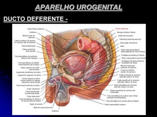 APARELHO UROGENITAL
DUCTO DEFERENTE -
 