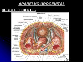 APARELHO UROGENITAL
DUCTO DEFERENTE -
 