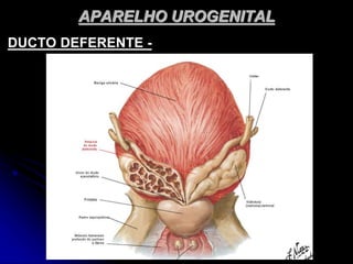 APARELHO UROGENITAL
DUCTO DEFERENTE -
 