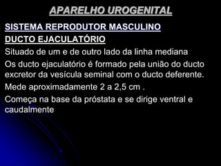 APARELHO UROGENITAL
SISTEMA REPRODUTOR MASCULINO
DUCTO EJACULATÓRIO
Situado de um e de outro lado da linha mediana
Os ducto ejaculatório é formado pela união do ducto
excretor da vesícula seminal com o ducto deferente.
Mede aproximadamente 2 a 2,5 cm .
Começa na base da próstata e se dirige ventral e
caudalmente
 