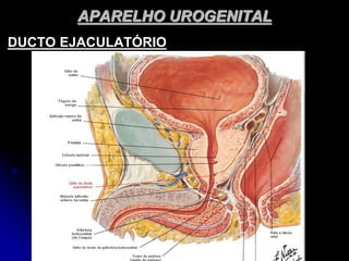 APARELHO UROGENITAL
DUCTO EJACULATÓRIO
 