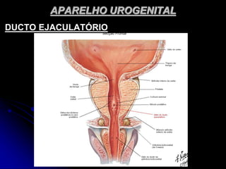 APARELHO UROGENITAL
DUCTO EJACULATÓRIO
 