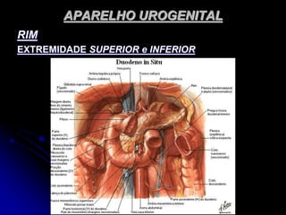 APARELHO UROGENITAL
RIM
EXTREMIDADE SUPERIOR e INFERIOR
 