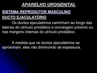 APARELHO UROGENITAL
SISTEMA REPRODUTOR MASCULINO
DUCTO EJACULATÓRIO
Os ductos ejaculatórios caminham ao longo das
laterais do utrículo prostático e convergem próximo ou
nas margens internas do utrículo prostático.
À medida que os ductos ejaculatórios se
aproximam, eles vão diminuindo de espessura.
.
 