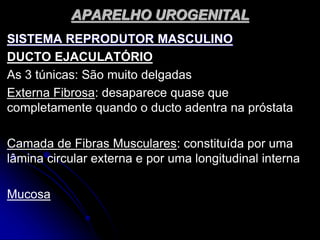 APARELHO UROGENITAL
SISTEMA REPRODUTOR MASCULINO
DUCTO EJACULATÓRIO
As 3 túnicas: São muito delgadas
Externa Fibrosa: desaparece quase que
completamente quando o ducto adentra na próstata
Camada de Fibras Musculares: constituída por uma
lâmina circular externa e por uma longitudinal interna
Mucosa
 