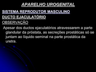 APARELHO UROGENITAL
SISTEMA REPRODUTOR MASCULINO
DUCTO EJACULATÓRIO
OBSERVAÇÃO
Apesar dos ductos ejaculatórios atravessarem a parte
glandular da próstata, as secreções prostáticas só se
juntam ao líquido seminal na parte prostática da
uretra.
 
