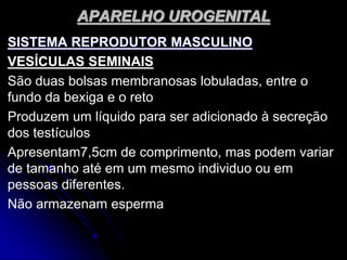 APARELHO UROGENITAL
SISTEMA REPRODUTOR MASCULINO
VESÍCULAS SEMINAIS
São duas bolsas membranosas lobuladas, entre o
fundo da bexiga e o reto
Produzem um líquido para ser adicionado à secreção
dos testículos
Apresentam7,5cm de comprimento, mas podem variar
de tamanho até em um mesmo individuo ou em
pessoas diferentes.
Não armazenam esperma
 
