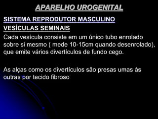 APARELHO UROGENITAL
SISTEMA REPRODUTOR MASCULINO
VESÍCULAS SEMINAIS
Cada vesícula consiste em um único tubo enrolado
sobre si mesmo ( mede 10-15cm quando desenrolado),
que emite vários divertículos de fundo cego.
As alças como os divertículos são presas umas às
outras por tecido fibroso
 