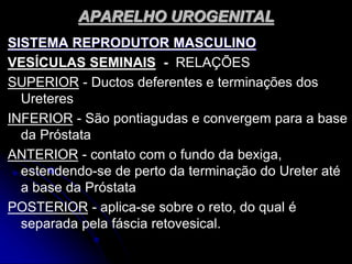 APARELHO UROGENITAL
SISTEMA REPRODUTOR MASCULINO
VESÍCULAS SEMINAIS - RELAÇÕES
SUPERIOR - Ductos deferentes e terminações dos
Ureteres
INFERIOR - São pontiagudas e convergem para a base
da Próstata
ANTERIOR - contato com o fundo da bexiga,
estendendo-se de perto da terminação do Ureter até
a base da Próstata
POSTERIOR - aplica-se sobre o reto, do qual é
separada pela fáscia retovesical.
 