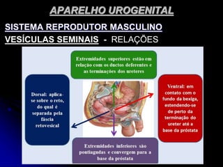 APARELHO UROGENITAL
SISTEMA REPRODUTOR MASCULINO
VESÍCULAS SEMINAIS - RELAÇÕES
 