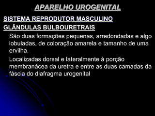 APARELHO UROGENITAL
SISTEMA REPRODUTOR MASCULINO
GLÂNDULAS BULBOURETRAIS
São duas formações pequenas, arredondadas e algo
lobuladas, de coloração amarela e tamanho de uma
ervilha.
Localizadas dorsal e lateralmente à porção
membranácea da uretra e entre as duas camadas da
fáscia do diafragma urogenital
 