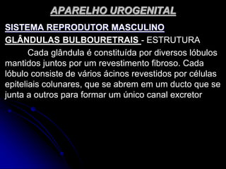 APARELHO UROGENITAL
SISTEMA REPRODUTOR MASCULINO
GLÂNDULAS BULBOURETRAIS - ESTRUTURA
Cada glândula é constituída por diversos lóbulos
mantidos juntos por um revestimento fibroso. Cada
lóbulo consiste de vários ácinos revestidos por células
epiteliais colunares, que se abrem em um ducto que se
junta a outros para formar um único canal excretor
 