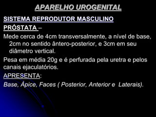 APARELHO UROGENITAL
SISTEMA REPRODUTOR MASCULINO
PRÓSTATA –
Mede cerca de 4cm transversalmente, a nível de base,
2cm no sentido ântero-posterior, e 3cm em seu
diâmetro vertical.
Pesa em média 20g e é perfurada pela uretra e pelos
canais ejaculatórios.
APRESENTA:
Base, Ápice, Faces ( Posterior, Anterior e Laterais).
 