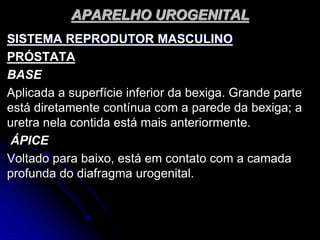APARELHO UROGENITAL
SISTEMA REPRODUTOR MASCULINO
PRÓSTATA
BASE
Aplicada a superfície inferior da bexiga. Grande parte
está diretamente contínua com a parede da bexiga; a
uretra nela contida está mais anteriormente.
ÁPICE
Voltado para baixo, está em contato com a camada
profunda do diafragma urogenital.
 