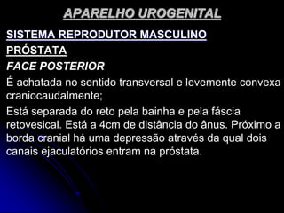 APARELHO UROGENITAL
SISTEMA REPRODUTOR MASCULINO
PRÓSTATA
FACE POSTERIOR
É achatada no sentido transversal e levemente convexa
craniocaudalmente;
Está separada do reto pela bainha e pela fáscia
retovesical. Está a 4cm de distância do ânus. Próximo a
borda cranial há uma depressão através da qual dois
canais ejaculatórios entram na próstata.
 