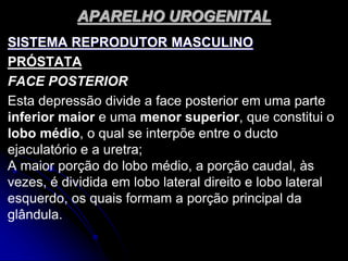 APARELHO UROGENITAL
SISTEMA REPRODUTOR MASCULINO
PRÓSTATA
FACE POSTERIOR
Esta depressão divide a face posterior em uma parte
inferior maior e uma menor superior, que constitui o
lobo médio, o qual se interpõe entre o ducto
ejaculatório e a uretra;
A maior porção do lobo médio, a porção caudal, às
vezes, é dividida em lobo lateral direito e lobo lateral
esquerdo, os quais formam a porção principal da
glândula.
 