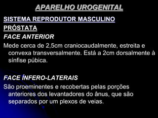 APARELHO UROGENITAL
SISTEMA REPRODUTOR MASCULINO
PRÓSTATA
FACE ANTERIOR
Mede cerca de 2,5cm craniocaudalmente, estreita e
convexa transversalmente. Está a 2cm dorsalmente à
sínfise púbica.
FACE ÍNFERO-LATERAIS
São proeminentes e recobertas pelas porções
anteriores dos levantadores do ânus, que são
separados por um plexos de veias.
 