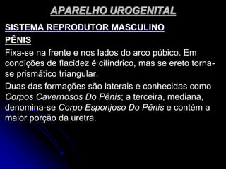 APARELHO UROGENITAL
SISTEMA REPRODUTOR MASCULINO
PÊNIS
Fixa-se na frente e nos lados do arco púbico. Em
condições de flacidez é cilíndrico, mas se ereto torna-
se prismático triangular.
Duas das formações são laterais e conhecidas como
Corpos Cavernosos Do Pênis; a terceira, mediana,
denomina-se Corpo Esponjoso Do Pênis e contém a
maior porção da uretra.
 