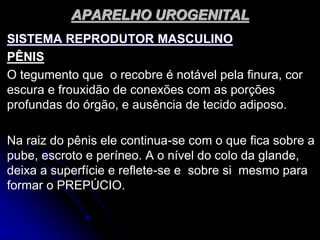 APARELHO UROGENITAL
SISTEMA REPRODUTOR MASCULINO
PÊNIS
O tegumento que o recobre é notável pela finura, cor
escura e frouxidão de conexões com as porções
profundas do órgão, e ausência de tecido adiposo.
Na raiz do pênis ele continua-se com o que fica sobre a
pube, escroto e períneo. A o nível do colo da glande,
deixa a superfície e reflete-se e sobre si mesmo para
formar o PREPÚCIO.
 
