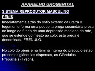 APARELHO UROGENITAL
SISTEMA REPRODUTOR MASCULINO
PÊNIS
Imediatamente atrás do óstio externo da uretra o
tegumento forma uma pequena prega secundária presa
ao longo do fundo de uma depressão mediana da rafe,
que se estende do meato ao colo; esta prega é
denominada FRÊNULO.
No colo do pênis e na lâmina interna do prepúcio estão
presentes glândulas dispersas, as Glândulas
Prepuciais (Tyson).
 