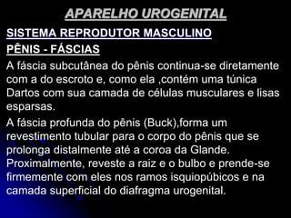 APARELHO UROGENITAL
SISTEMA REPRODUTOR MASCULINO
PÊNIS - FÁSCIAS
A fáscia subcutânea do pênis continua-se diretamente
com a do escroto e, como ela ,contém uma túnica
Dartos com sua camada de células musculares e lisas
esparsas.
A fáscia profunda do pênis (Buck),forma um
revestimento tubular para o corpo do pênis que se
prolonga distalmente até a coroa da Glande.
Proximalmente, reveste a raiz e o bulbo e prende-se
firmemente com eles nos ramos isquiopúbicos e na
camada superficial do diafragma urogenital.
 