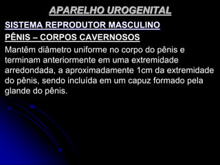 APARELHO UROGENITAL
SISTEMA REPRODUTOR MASCULINO
PÊNIS – CORPOS CAVERNOSOS
Mantêm diâmetro uniforme no corpo do pênis e
terminam anteriormente em uma extremidade
arredondada, a aproximadamente 1cm da extremidade
do pênis, sendo incluída em um capuz formado pela
glande do pênis.
 